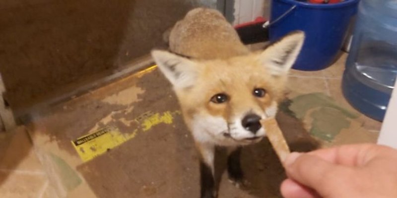 NESVAKIDAŠNJI VIDEO Lisica jede iz ruke radnicima koji su je 'usvojili'