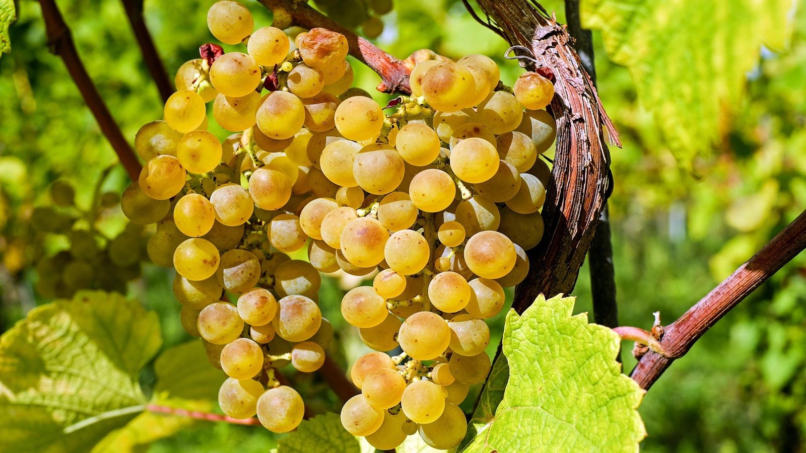 Fitosanitarna inspekcija u ciljanim nadzorima vinograda radi suzbijanja zlatne žutice vinove loze