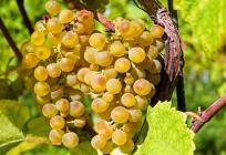 Fitosanitarna inspekcija u ciljanim nadzorima vinograda radi suzbijanja zlatne žutice vinove loze