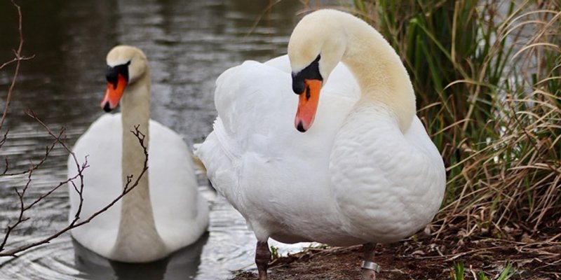 SEDAM MRTVIH LABUDOVA Hrvatskom se širi ptičja gripa