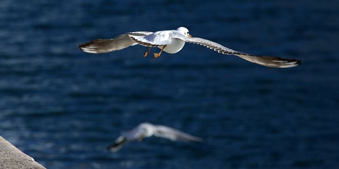 U Dalmaciji će se izmjenjivati sunce i pljuskovi s grmljavinom