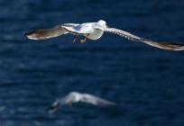 U Dalmaciji će se izmjenjivati sunce i pljuskovi s grmljavinom