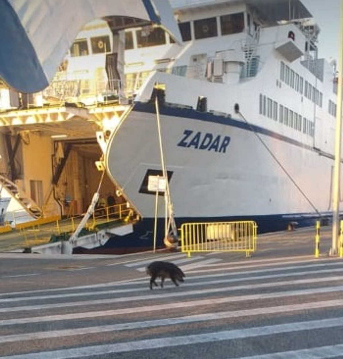 NEVJEROJATAN PRIZOR Splitskom Trajektnom lukom danas je šetao - vepar
