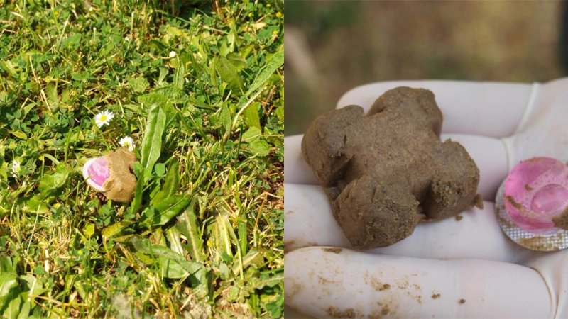 SUZBIJANJE BJESNOĆE Započela proljetna akcija oralne vakcinacije lisica