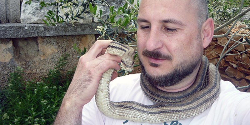 DALMATINSKO EVANĐELJE: Zmije, čuvarice poljske Dalmacije