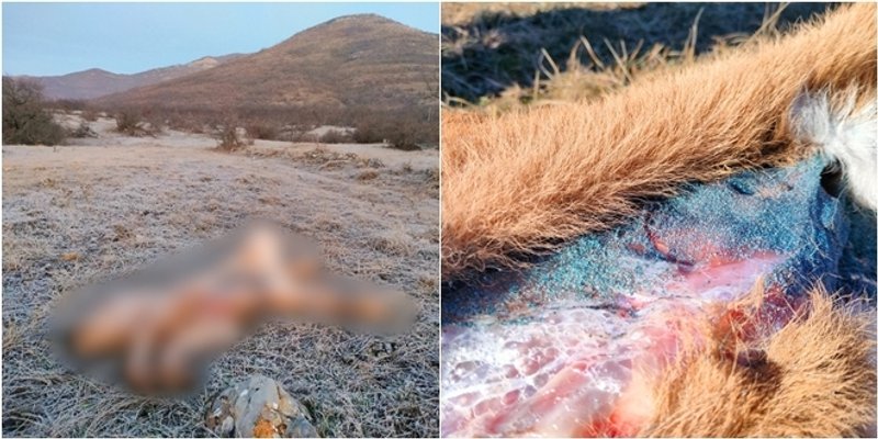 BOŽIĆNI HOROR Lički trovači ponovno u akciji