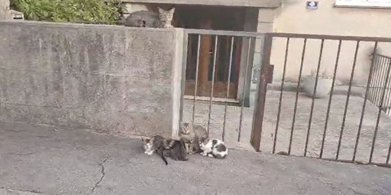 VIDEO Paun, pas i hrpa mačića: Suživot na splitski način