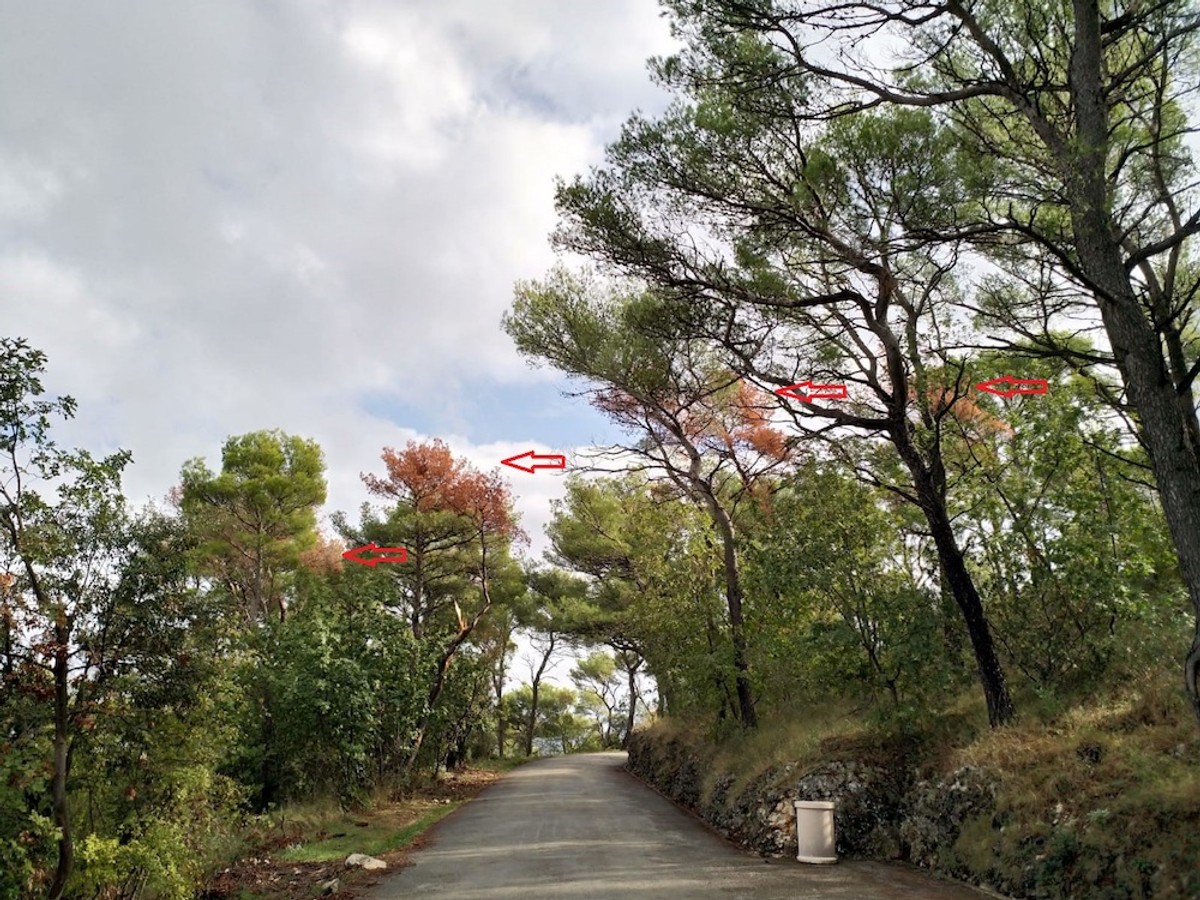 DR. SMODLAKA Odmetnuti profesor Ruščiċ glavni je ideolog pustošenja Marjana!