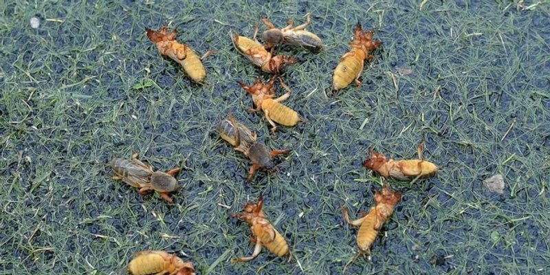 POSLJEDICA OBILNE KIŠE Najezda rovaca u Sinju