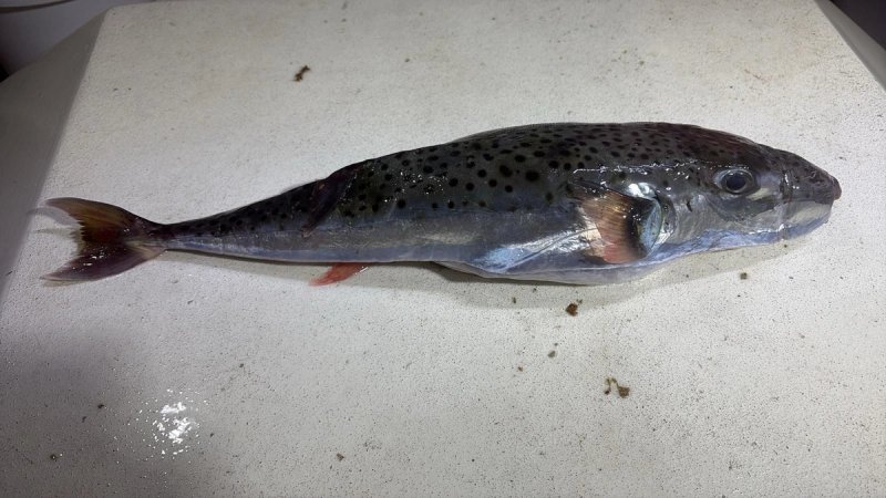 OPREZ! Kraj Splita ulovljena otrovna riba. Konzumacija može biti fatalna!