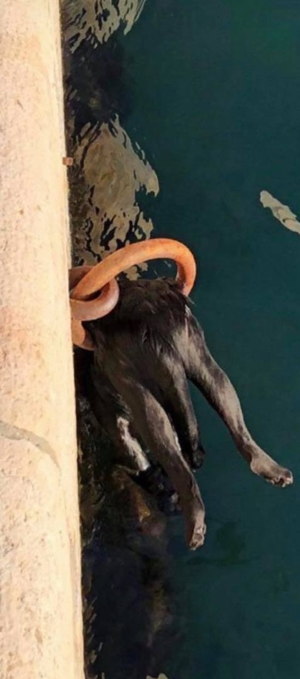 KAKVI MONSTRUMI ŽIVE MEĐU NAMA Mačku je vezao za metalno vezište splitske Rive i pustio je da se utopi u moru