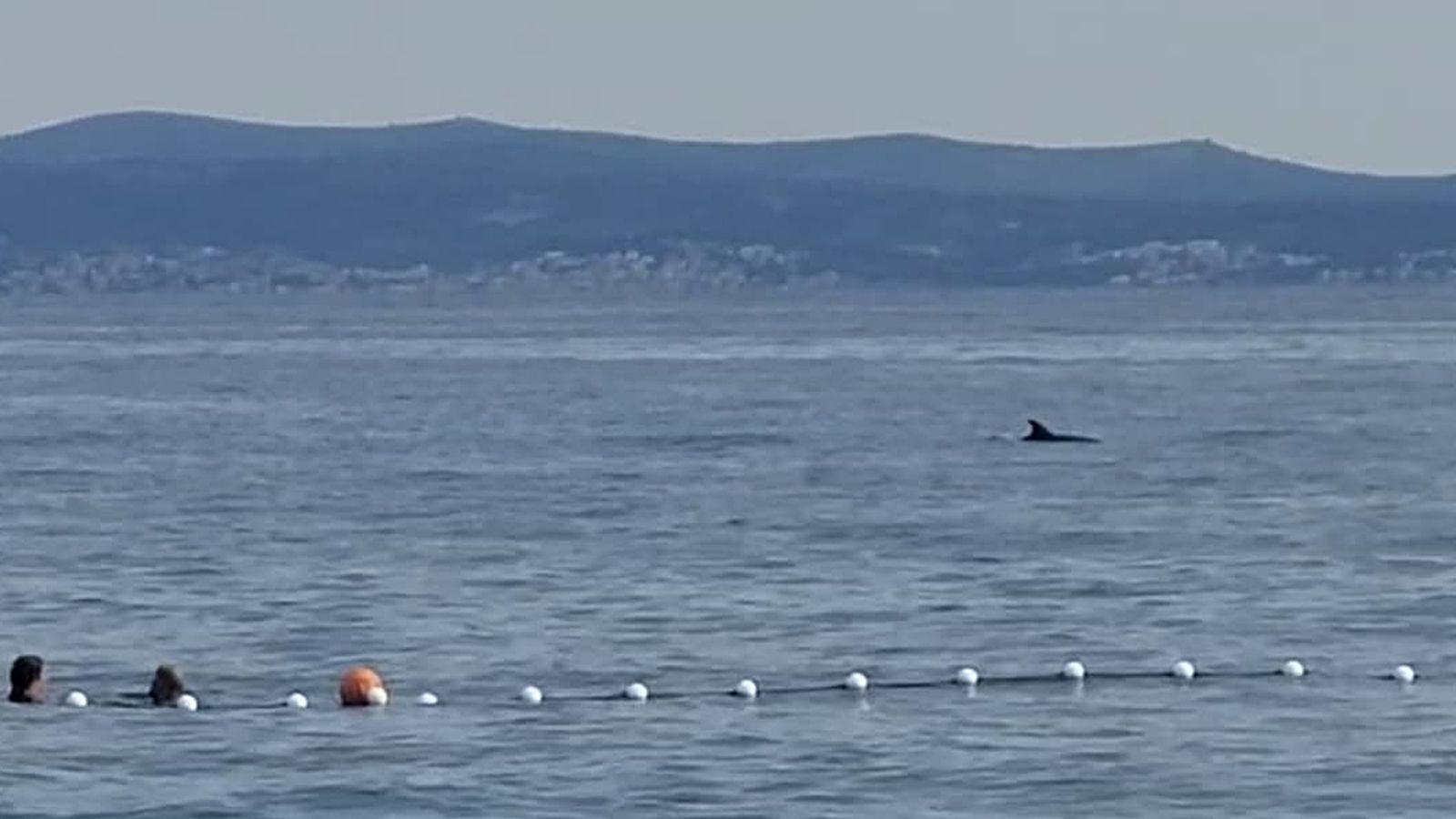 VIDEO Iznenadio kupače na Trsteniku, pola plaže odmah izvadilo mobitele