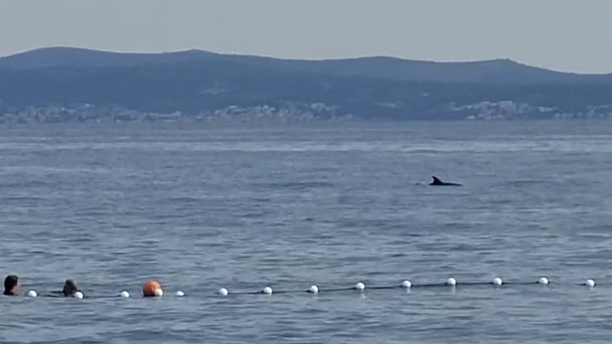 VIDEO Iznenadio kupače na Trsteniku, pola plaže odmah izvadilo mobitele