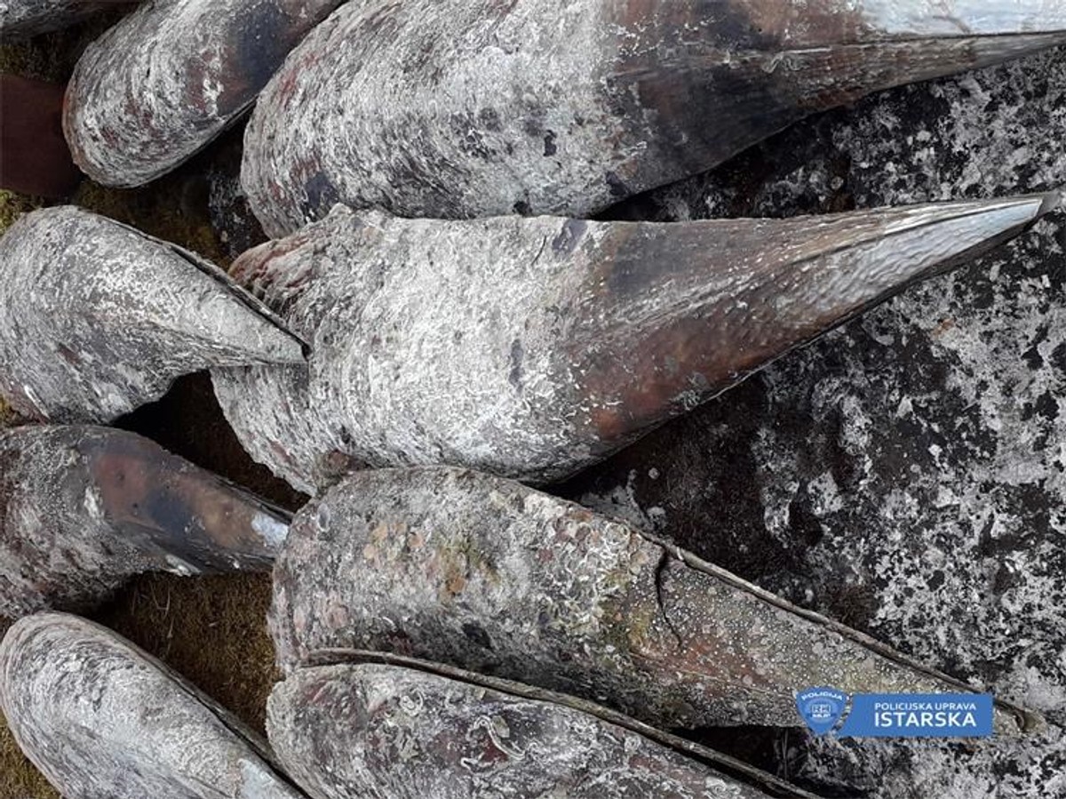 STRAVIČAN EKOCID Poljak u Istri izvukao 26 periski iz mora