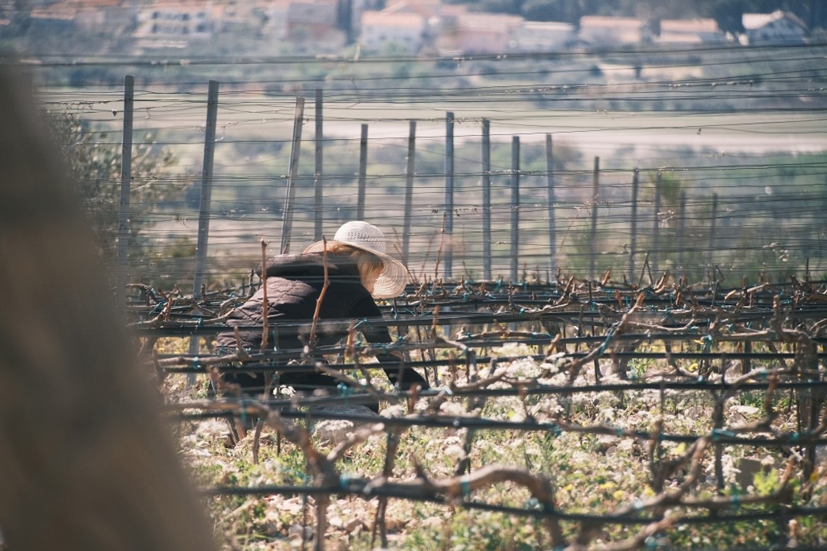 Vinarija obitelji Kovačević | Foto: Dean Bubić