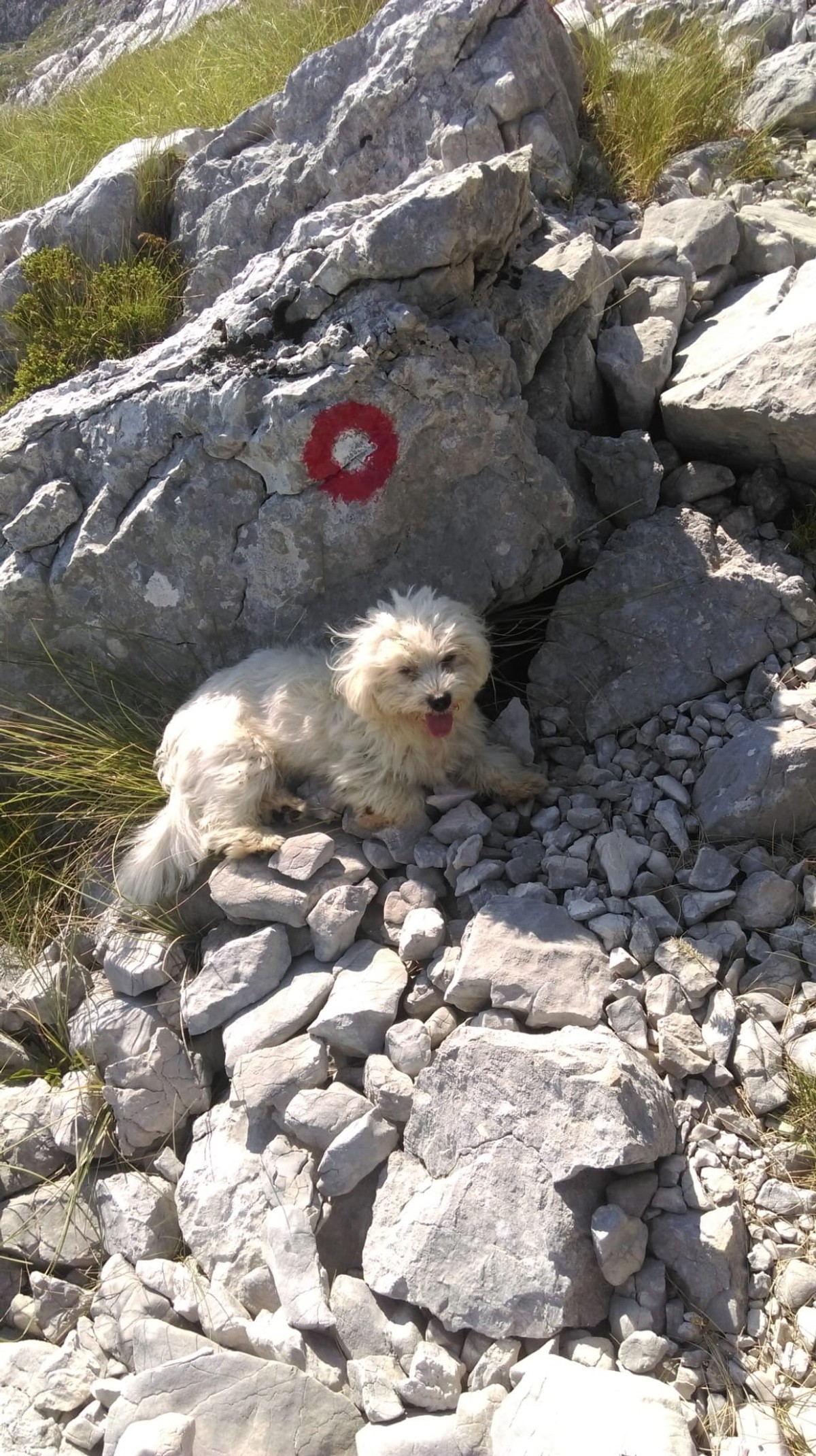 PUFFY JE PRONAĐEN Hvala svima koji su pomogli