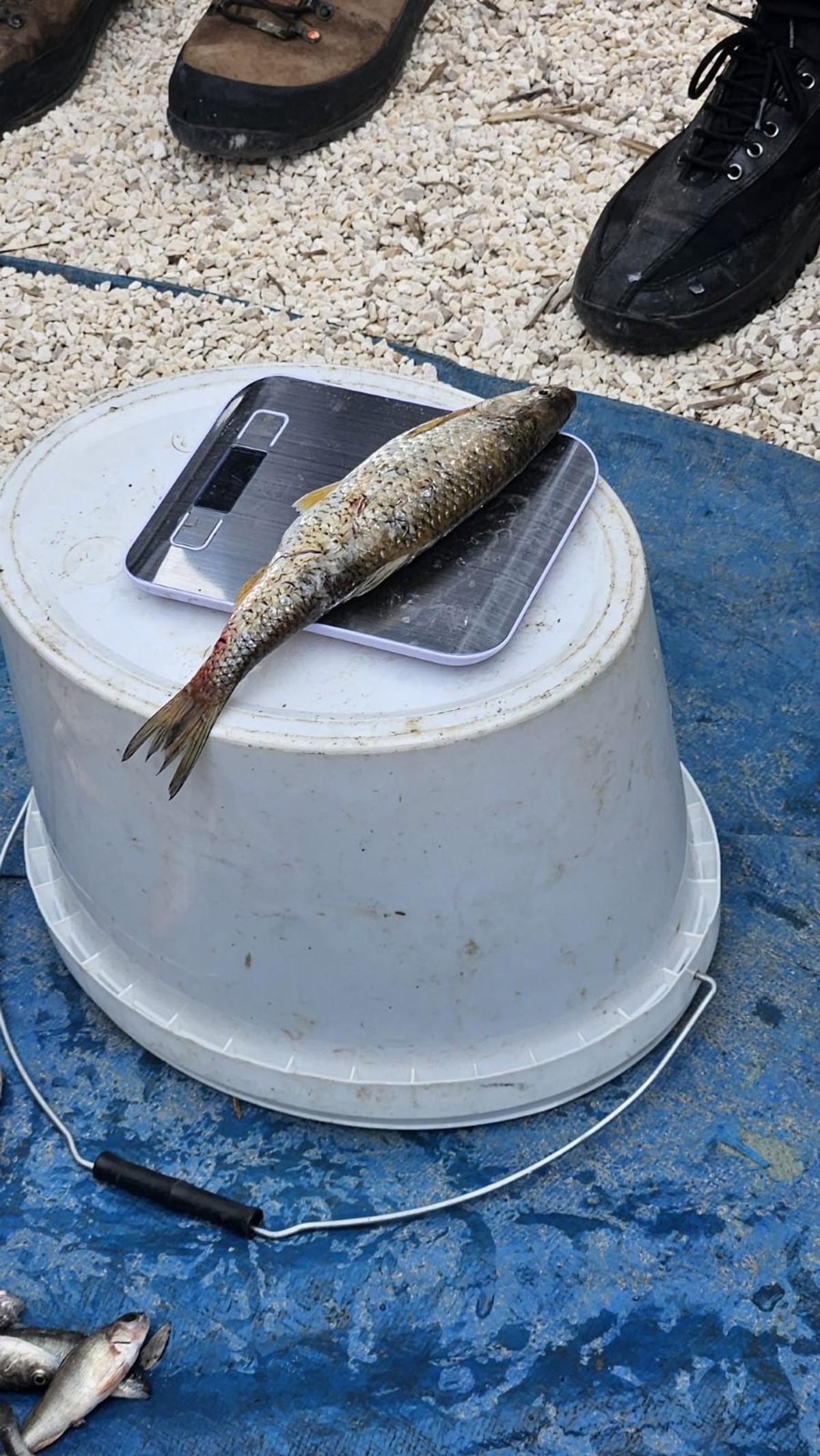 FOTO Ove su ribe prijetnja bioraznolikosti jadranskih rijeka