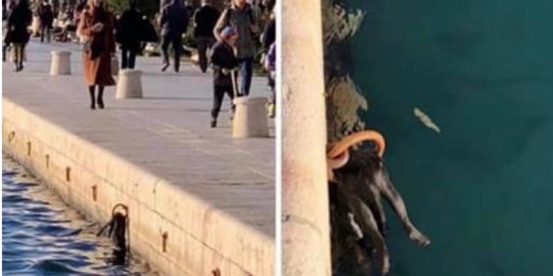 KAKVI MONSTRUMI ŽIVE MEĐU NAMA Mačku je vezao za metalno vezište splitske Rive i pustio je da se utopi u moru
