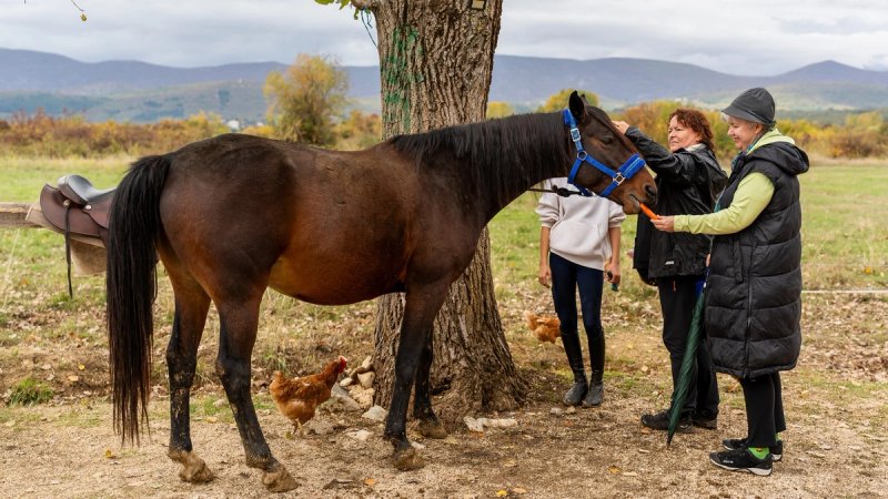 PRIČE S RANČA Konjička baština kao inspiracija za nove turističke doživljaje dalmatinskog zaleđa