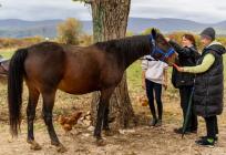 PRIČE S RANČA Konjička baština kao inspiracija za nove turističke doživljaje dalmatinskog zaleđa
