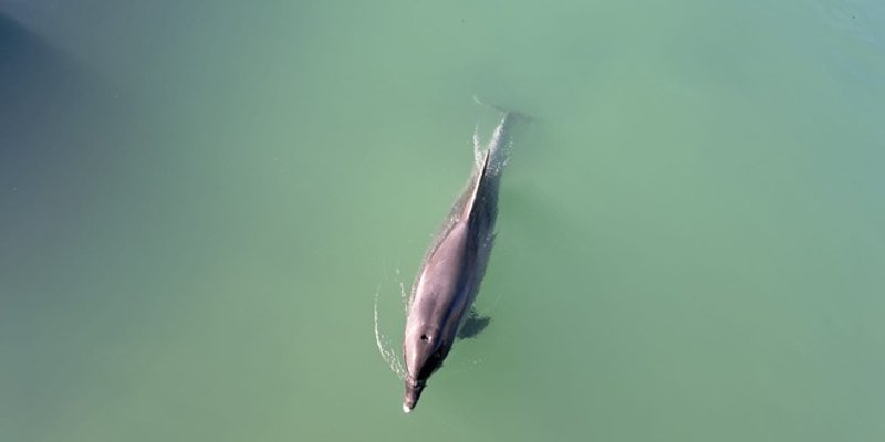 VIDEO Dobri dupin 'zalutao' u rijeku Jadro
