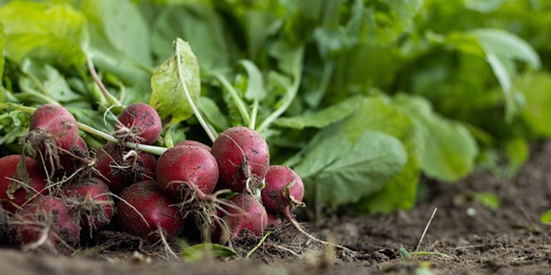 SAVJETODAVNA SLUŽBA Obavijest poljoprivrednim proizvođačima presadnica povrća i cvijeća