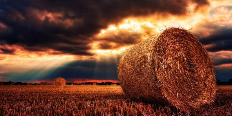 POLJOPRIVREDNICI U PROBLEMIMA: U Hrvatsku stigla rijetka bolest pšenice koja može uništiti sav urod