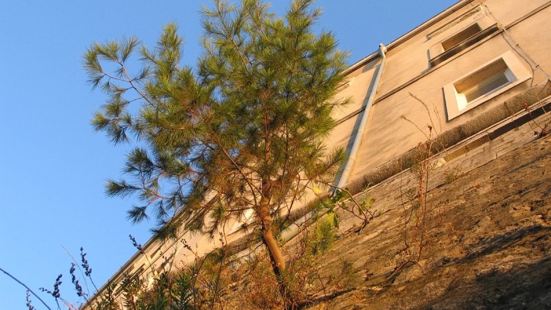Permakultura Dalmacija organizira tri događanja posvećena zaštiti splitskih stabala i urbanog zelenila