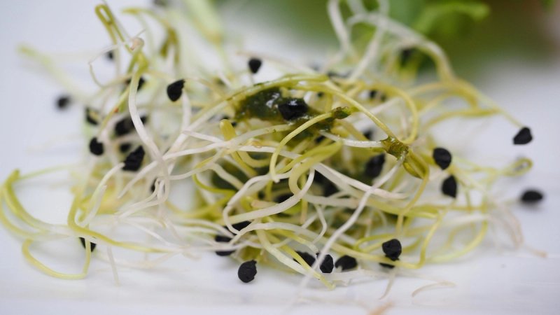 OPREZ! Povlače se klice rotkvice