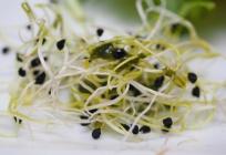 OPREZ! Povlače se klice rotkvice