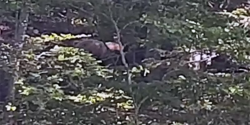 VIDEO: Pogledajte susret splitskih planinara s medvjedom