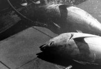 Započinje javna rasprava o proširenju uzgajališta tune kod Pakoštana