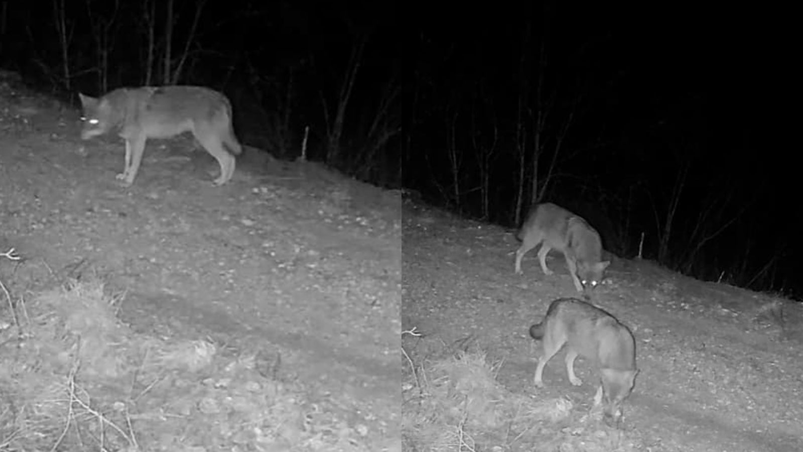 VIDEO Ples s vukovima u Splitsko-dalmatinskoj županiji