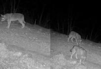 VIDEO Ples s vukovima u Splitsko-dalmatinskoj županiji