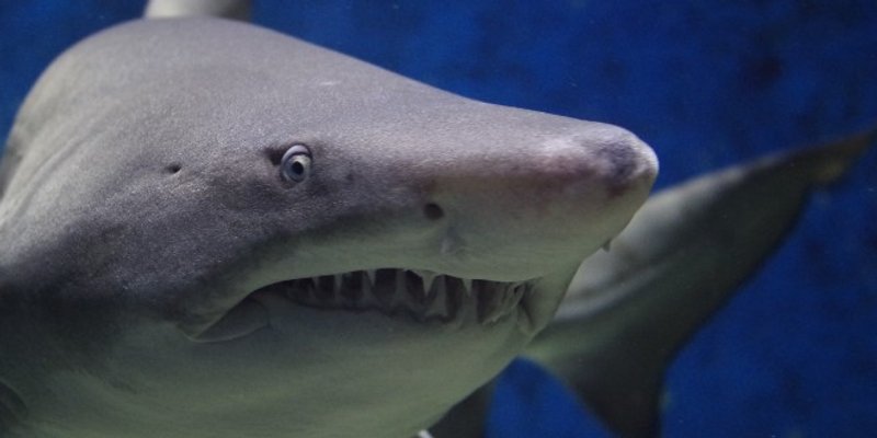 UŽAS NA PLAŽI Morski pas djevojci odgrizao nogu