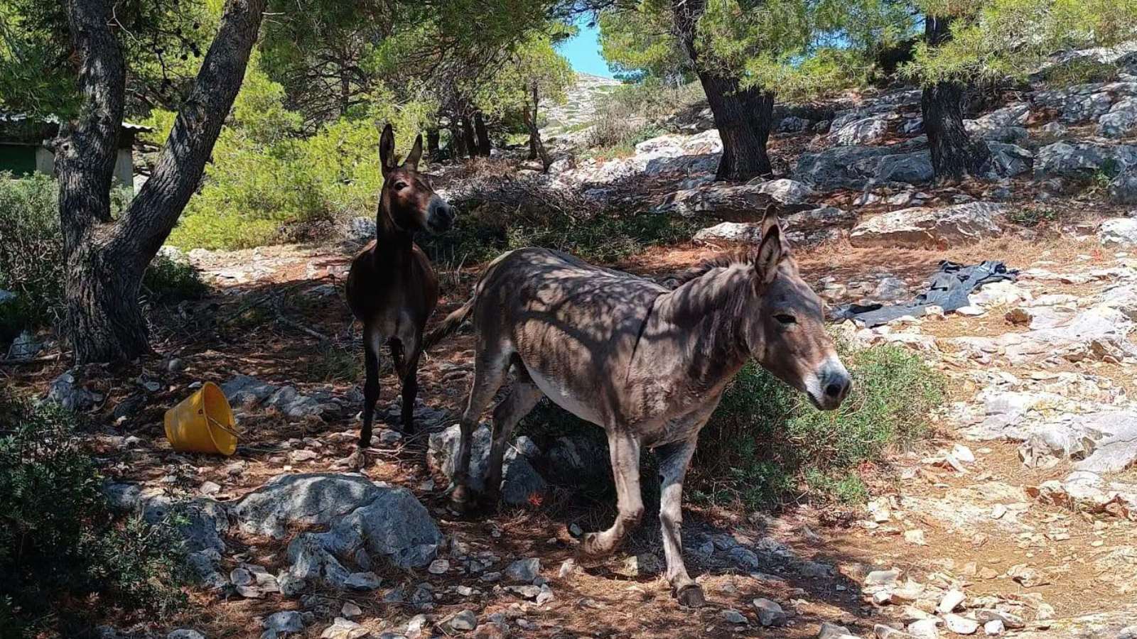 Sretan kraj za magarce s Kurbe Male: Premješteni su na sigurno