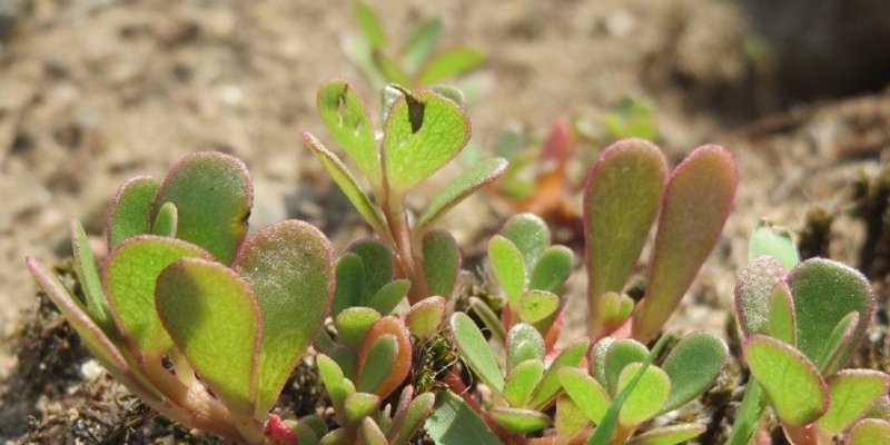 JEDETE LI TUŠT? Ovu biljku zovu invazivnim korovom i uporno uništavaju, a zapravo je jestiva i vrlo zdrava