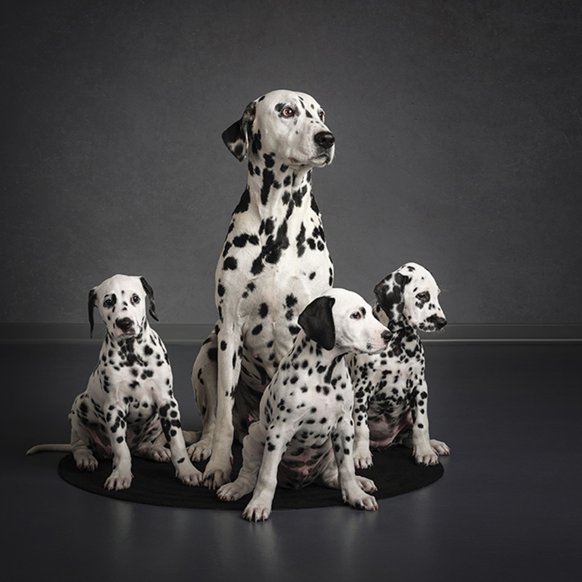 Dalmatinski pas osvanuo na kovanicama