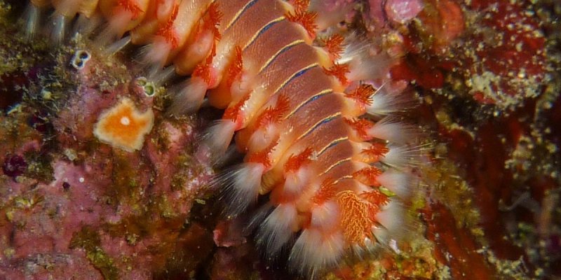 VIDEO Opasan vatreni crv više ne živi samo u srednjoj Dalmaciji, evo gdje je snimljen