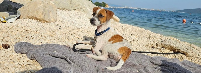 JESTE LI GA VIDJELI? Jack Russell terijer nestao u Kaštel Gomilici