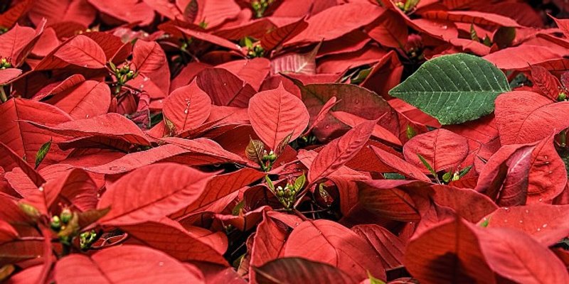 BOŽIĆNA ZVIJEZDA Greška koju radimo čim kupimo ovaj cvijet