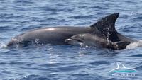 STIGLA PRINOVA! Znanstvenici uočili novorođene dobre dupine kraj Visa
