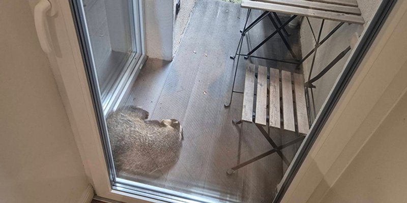 Kad ti jazavac zauzme balkon: Zaspao je i nije htio otići