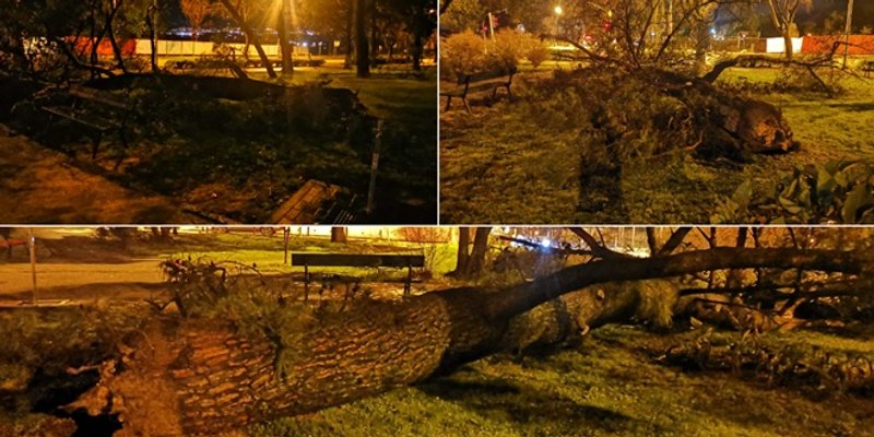 FOTO: U Teslinoj pao veliki bor