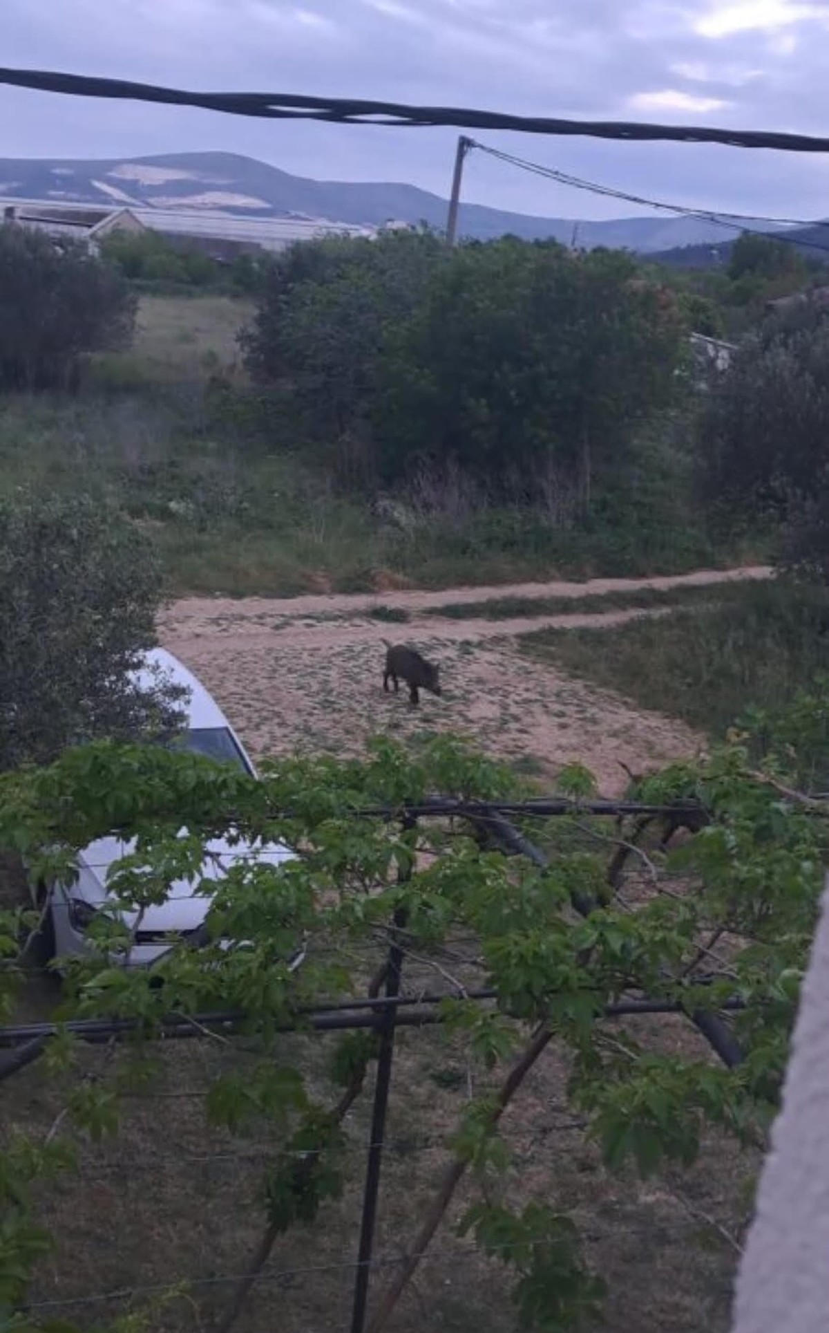 FOTO Divlje svinje uočene u Kaštelima!