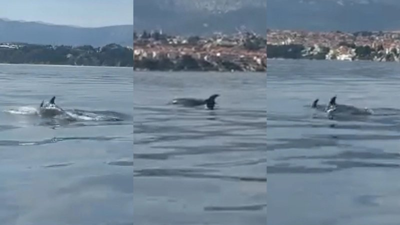 VIDEO Dupini snimljeni između Splita i Podstrane
