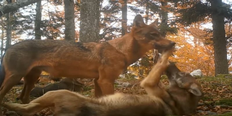 NEVJEROJATNA SNIMKA: U slovenskoj šumi uspjeli izbliza snimiti čopor vukova