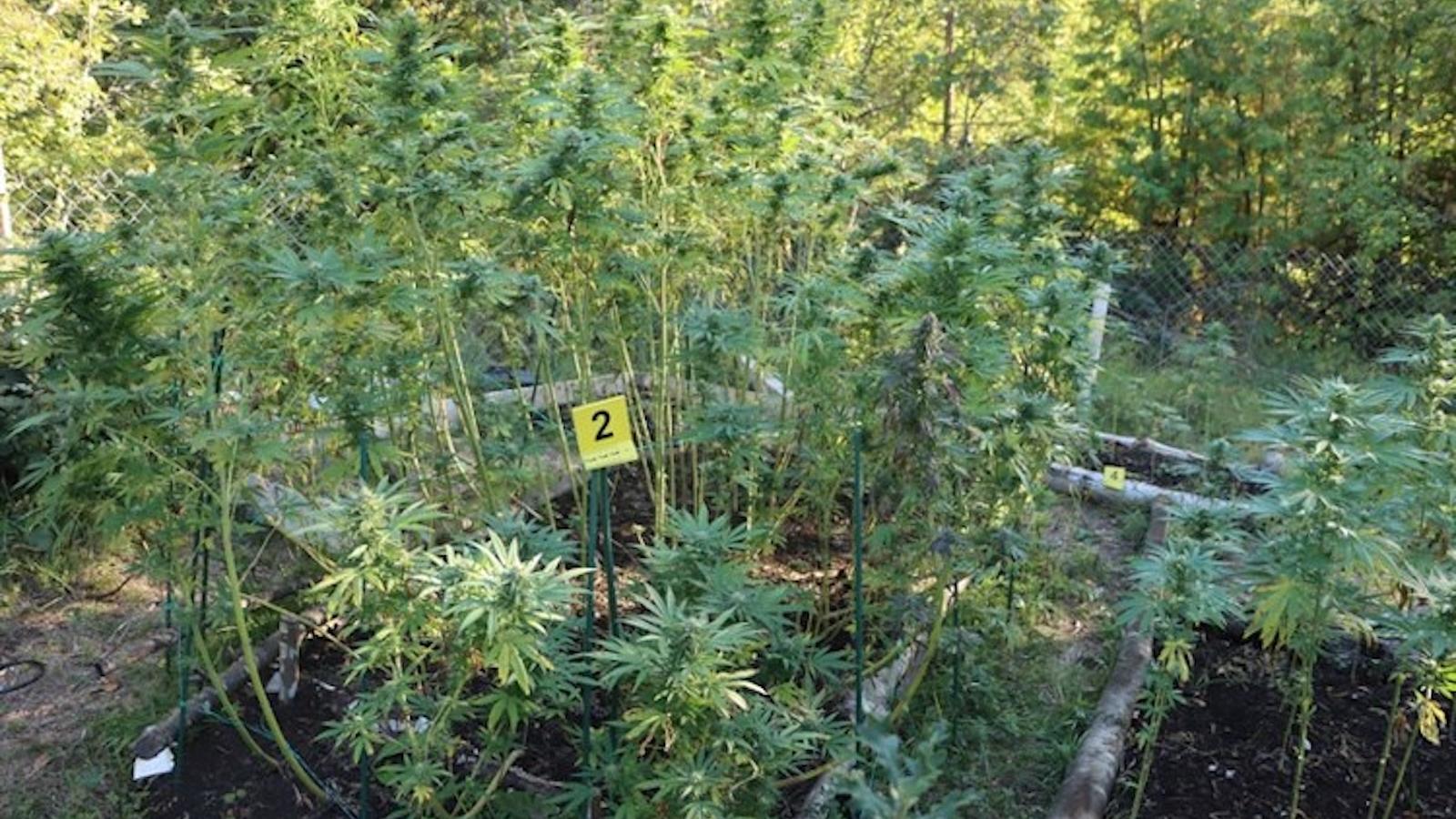 FOTO Policija upala na plantažu kod Samobora: Zasadio gotovo 100 stabljika marihuane, pogledajte što su zatekli