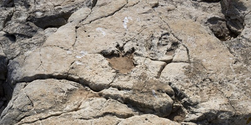 Rekordan broj otisaka stopala dinosaura otkriven u Boliviji