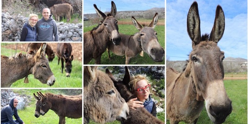 VIDEO 'MAGAREĆA POSLA U PRIBUDAMA' Netko ujutro drmne rakije, a netko dec magarećeg mlijeka 